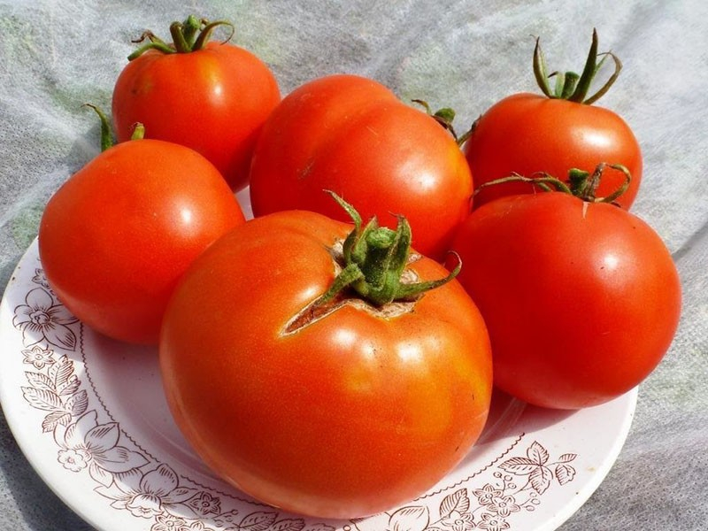 Уникальный сорт томатов Лабрадор подходит для выращивания как в теплицах, так и в открытом грунте