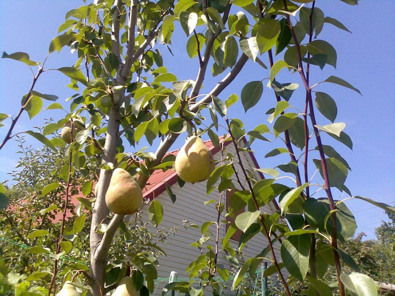 Уже много лет груша Бере Боск растет в наших садах