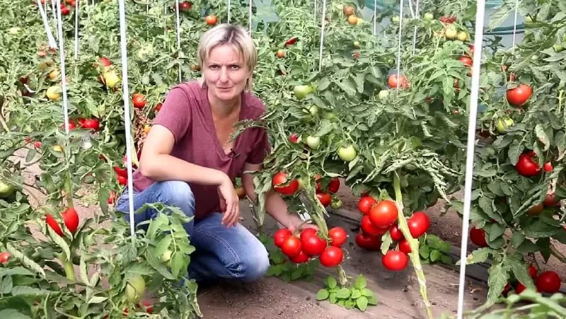 Выращиваем на открытой грядке томат Большая Мамочка