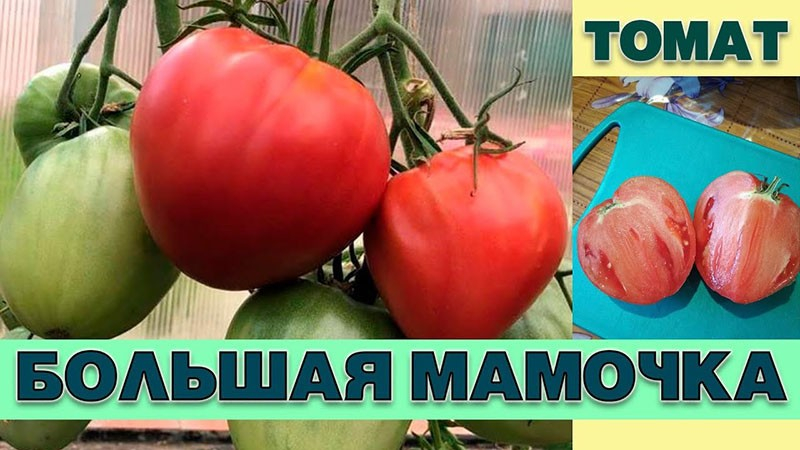 Выращиваем на открытой грядке томат Большая Мамочка