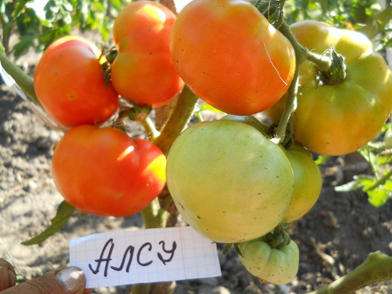 Выращиваем на участке холодостойкий сорт томата Алсу