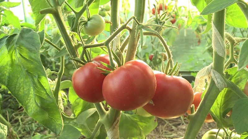 Выращиваем на участке холодостойкий сорт томата Алсу