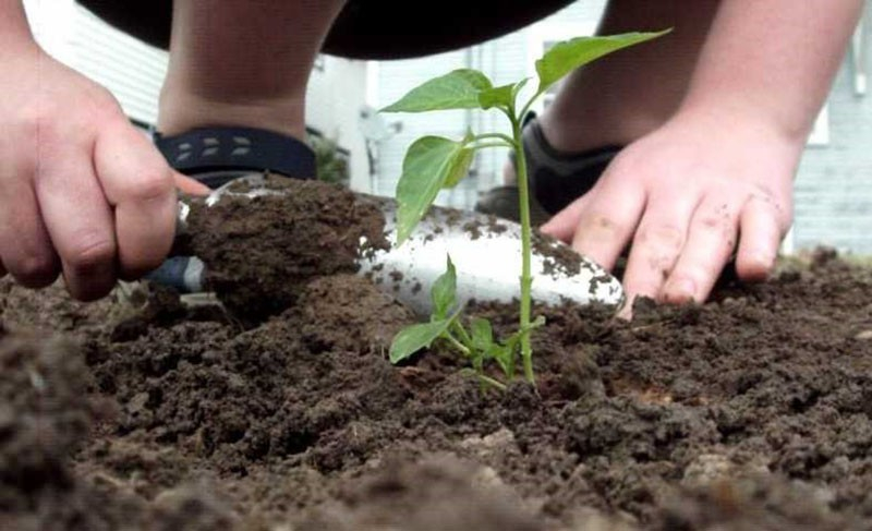Выращиваем острый перец колокольчик на подоконнике, в теплице и на открытой грядке