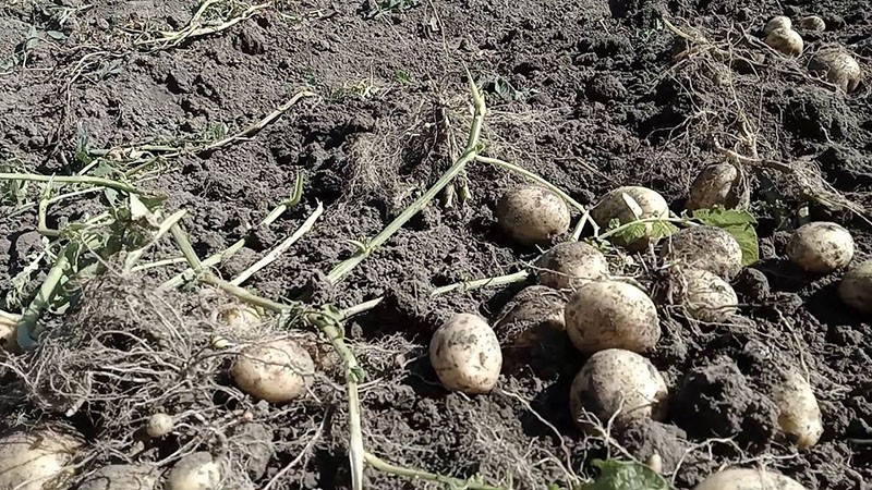 Выращивание картофеля Уладар и получение высокого урожая