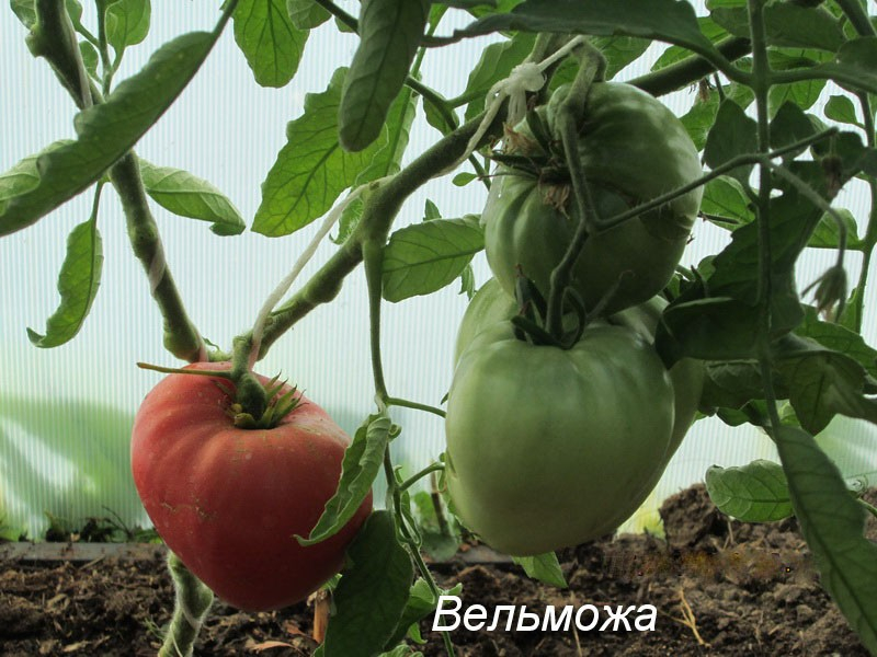 Знатный сибиряк томат Вельможа