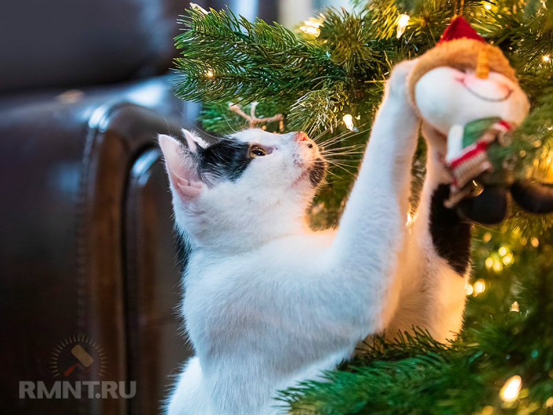 Как защитить новогоднюю ель от котов и детей