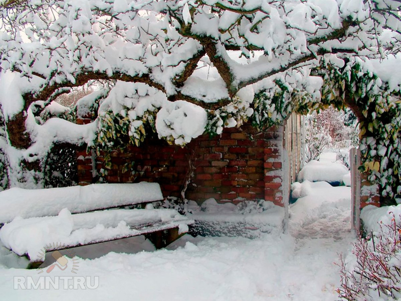 Защита сада и огорода от морозов: утепление снегом