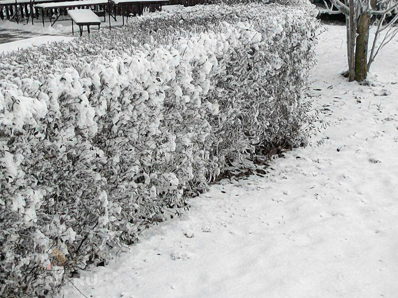 Защита сада и огорода от морозов: утепление снегом