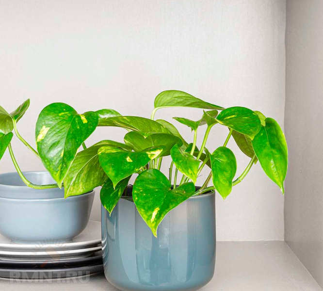10 комнатных растений для украшения кухни