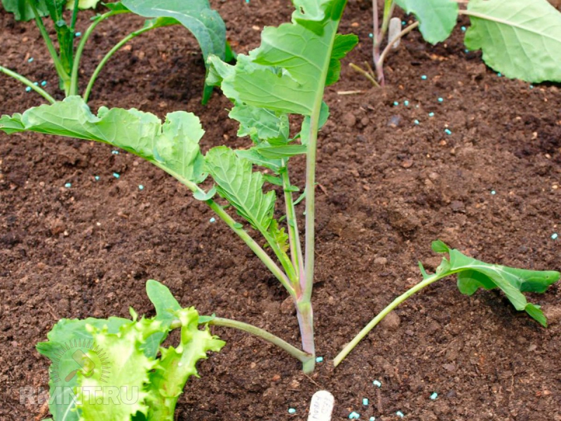 Как вырастить капусту брокколи на участке