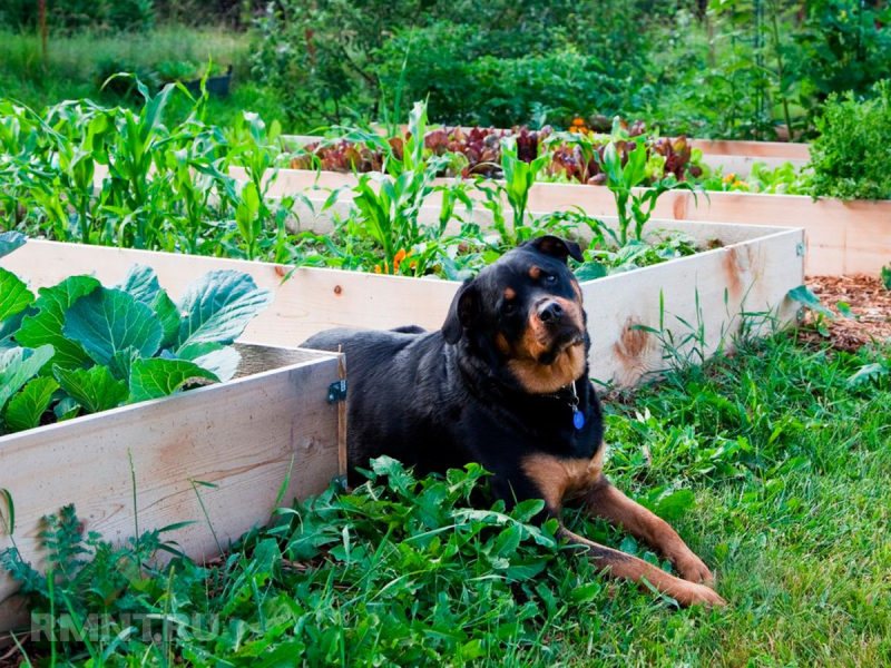 Собака во дворе — как подготовиться и обеспечить комфорт