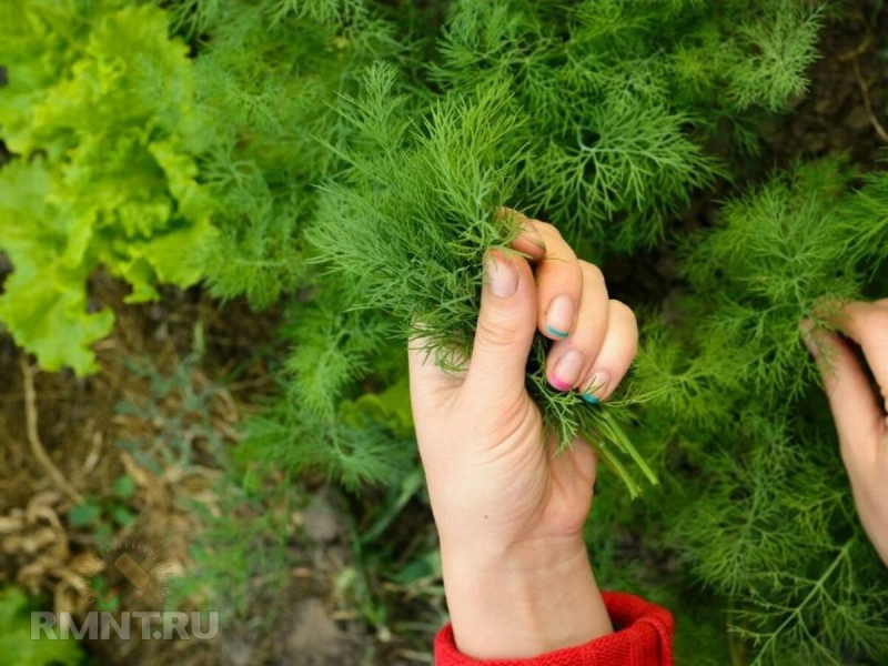 Зачем, как и когда обрезать укроп